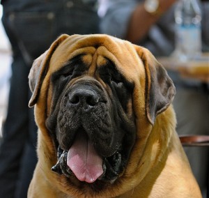 English mastiff is one of the most popular dog breeds