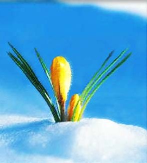 Flowers bursting from snow is a sign of Spring