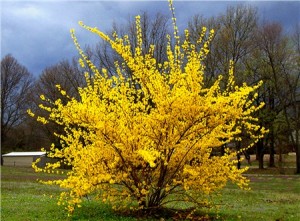 Forsythia and others flowers, shrubs and trees bloom in the Spring
