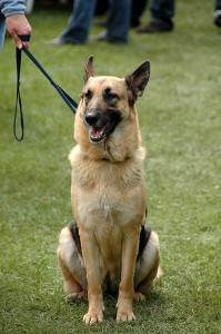 German Shepherds are in the top ten most popular dog breeds