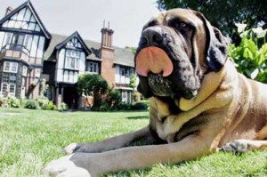 An important tip for finding the right dog is considering the space you have