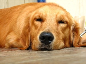 Golden retrievers are in the top ten most popular dog breeds