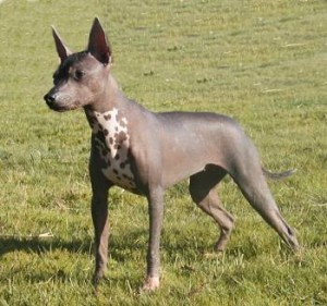 If you don't like hair and shedding a good tip is to find a hairless dog breed
