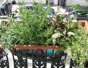 Welcome spring with the gift of an entire herb garden