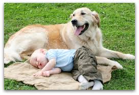 Disposition is one of the most important tips in finding the right dog