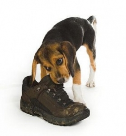 Research dog breed characteristics to find the right dog