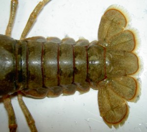 Crack a lobster tail for a special spring picnic meal