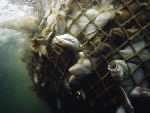 Overfishing is one of the top ten environmental disasters caused by humans