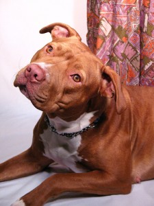 Pitbull is in the top ten most popular dog breeds