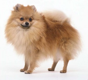 Pomeranians are in the top ten most popular dog breeds