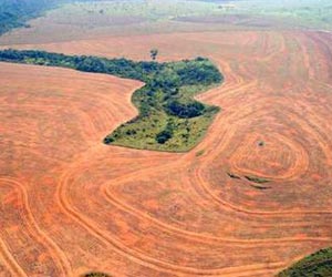 Rainforest destruction is one of the top ten environmental disasters caused by humans