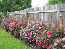 A neighbor tending his roses can be a backyard grilling disaster
