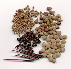 Gift a gardener with things that grow in the spring