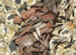 Termites and other pests can eat you out of house and home