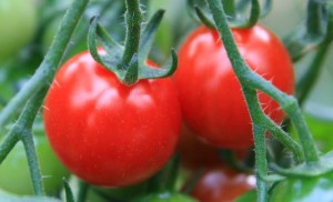 Teaching kids to garden is one of the top ten kids spring break activities