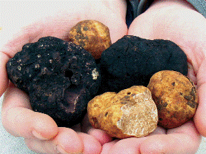 A list of the top ten extravagant truffles recipes