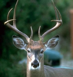 Hunting is one of the top ten ways to get in touch with nature