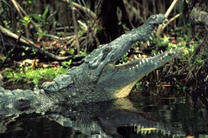 One of the top ten most pristine U.S. environments