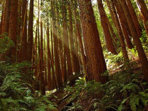 One of the top ten most pristine U.S. environments