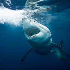 Shark repellent is one of the top ten things to pack for a beach vacation