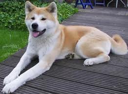 The Akita is one of the top ten large dog breeds