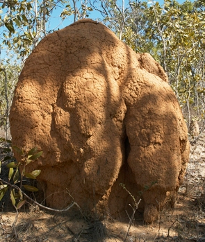 One of the top ten destructive garden pests