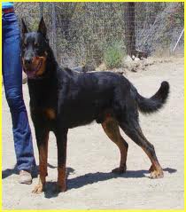 Beauceron is one of the top ten large dog breeds