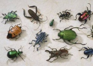 One of the top ten destructive garden pests