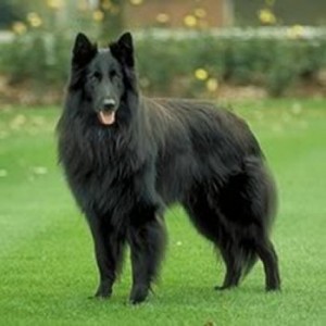 Belgian Shepherd is one of the top ten large dog breeds