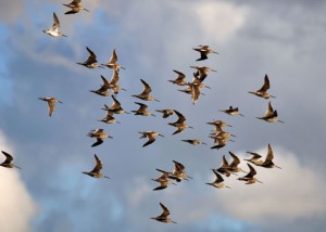 Birding is one of the top ten ways to get in touch with nature