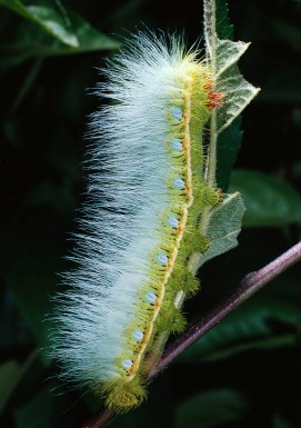 One of the top ten destructive garden pests