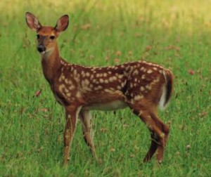 One of the top ten destructive garden pests
