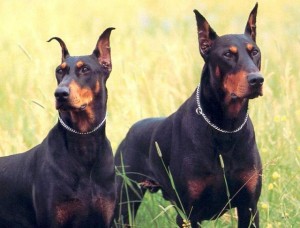 Dobermans are one of the top ten large dog breeds
