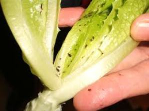 A list of the top ten destructive garden pests