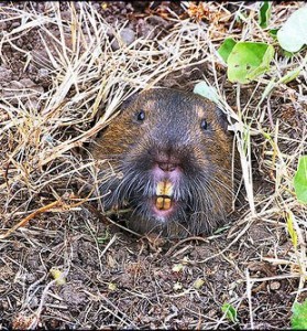 One of the top ten destructive garden pests