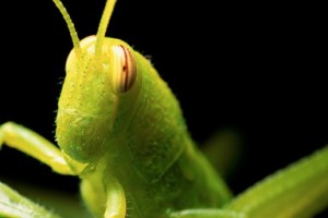 One of the top ten destructive garden pests