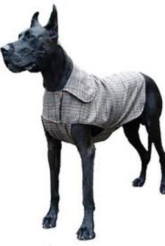 A list of the top ten large dog breeds