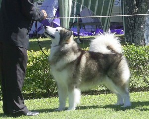 The malamute is one of the top ten large dog breeds