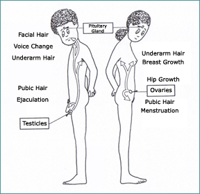 Understanding puberty is one of the top ten ways to parent a tween