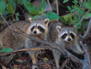 One of the top ten destructive garden pests