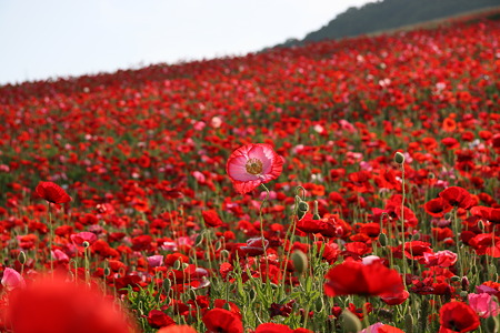 One of the top ten love songs