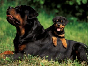 Rottweilers are in the top ten large dog breeds