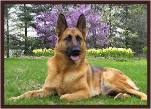 German Shepherd is one of the top ten large dog breeds