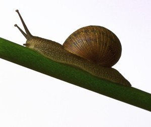 One of the top ten destructive garden pests