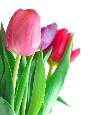 One of the top ten Spring flings