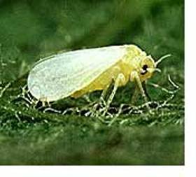 One of the top ten destructive garden pests