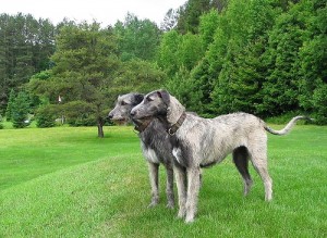 Irish Wolfhound is one of the top ten large dog breeds