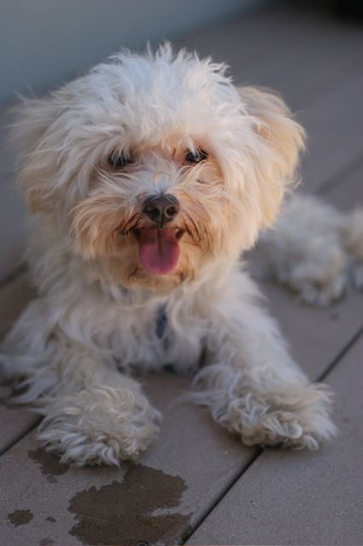 One of the top ten miniature dogs breeds