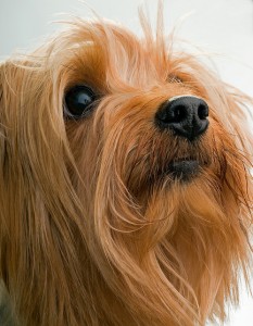 One of the top ten miniature dogs breeds