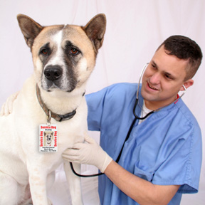One of the top ten traveling with your dog tips